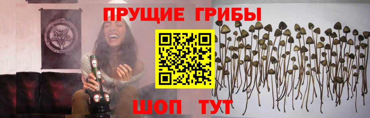купить наркотик  Галлюциногенные грибы GOLDEN TEACHER  Вход с VPN  Новочебоксарск 